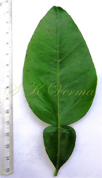  Leaf(Adaxial view)